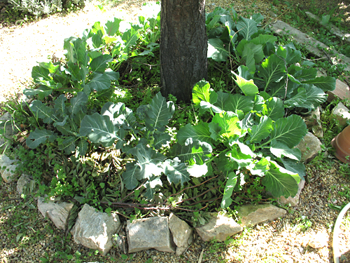 1104cabbagecircle.jpg