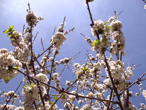 1104cherryblossom.jpg
